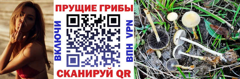 Псилоцибиновые грибы Magic Shrooms  закладки  mega вход  Тамбов 